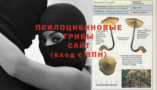 крисы Абаза
